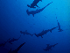 Group of hammerhead sharks