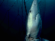 Dead blue shark entangled in gill net