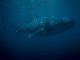 Whale shark- this one as big as a bus