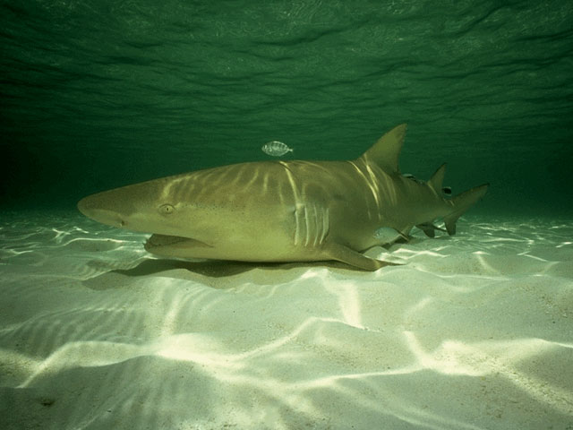 Lemon shark rests near Bimini coast