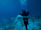 Diver investigates a hammerhead