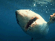 White shark posturing to bite