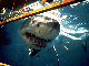 Inquisitive White shark