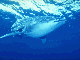 Whale shark surfacing