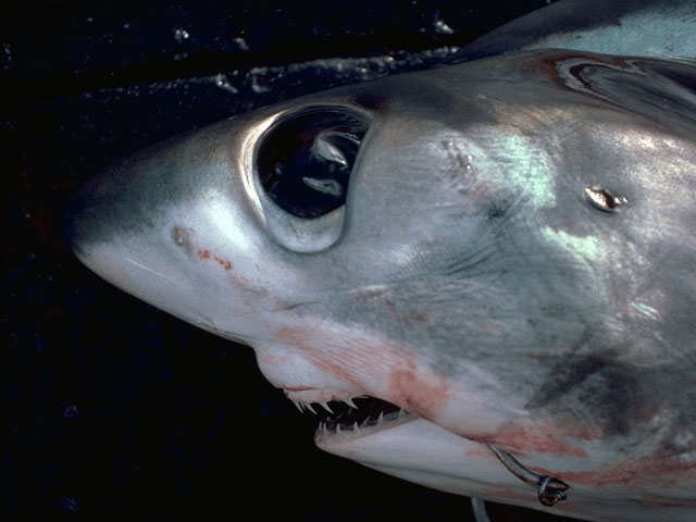 Bigeye thresher shark