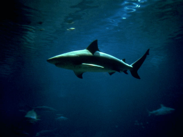 Bull shark in sea aquarium