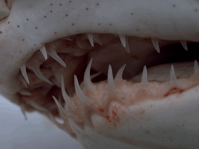 Sand tiger mouth