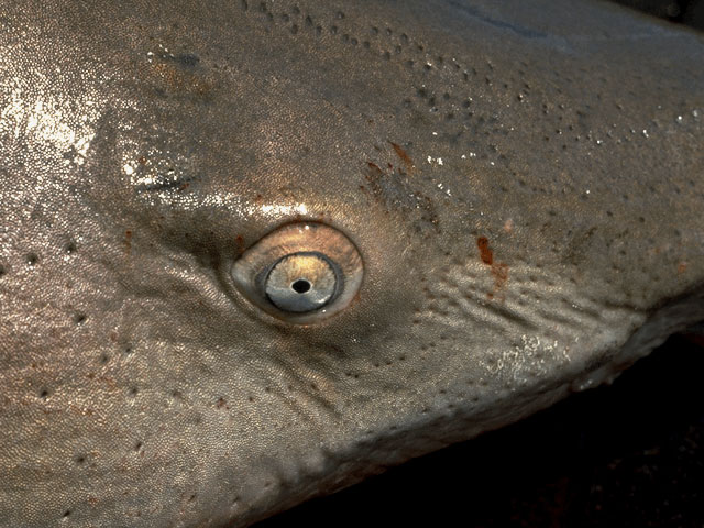 Sand tiger shark eye