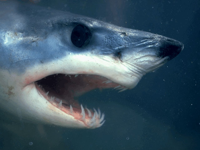 Mako shark head, juvenile