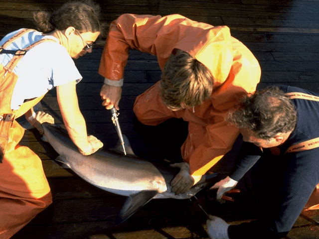 Tagging shark on research vessel