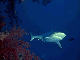 Grey reef shark in the Red Sea