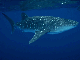 Whale shark found off Hawaii