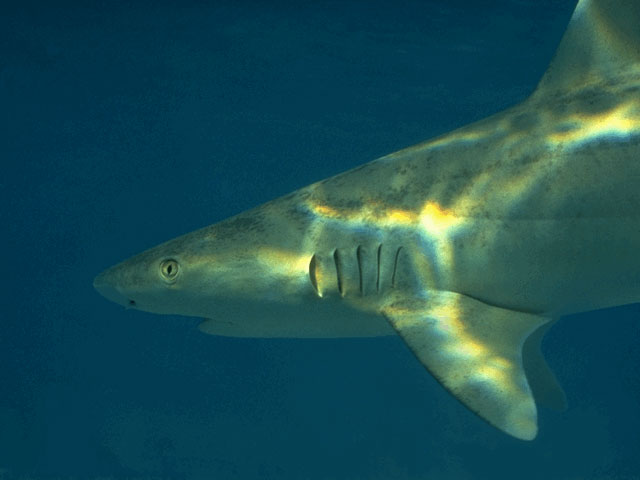 Blacknose shark in the Bahama waters