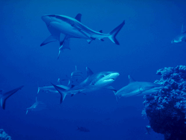 Grey reef shark in the Red Sea