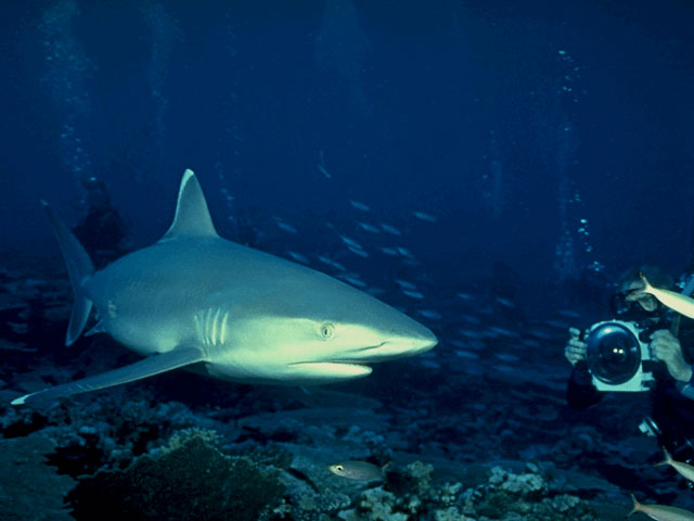 Diver photographing silvertip shark