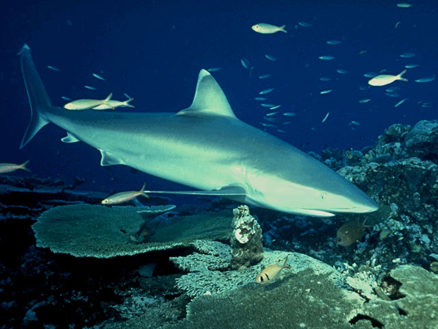 Silvertip shark off New Guinea