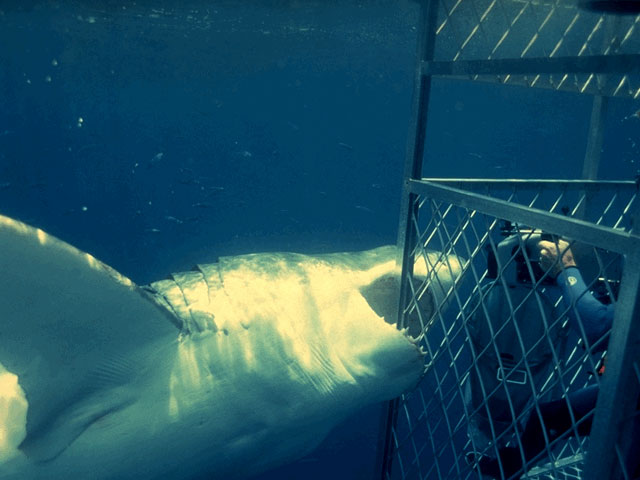 Great white biting diver shark cage