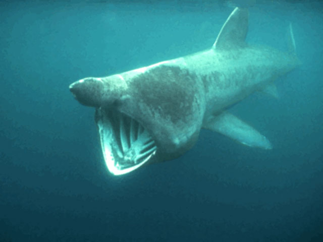 Feeding basking shark off United Kingdom