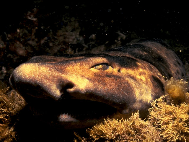 Swellshark found off California coast