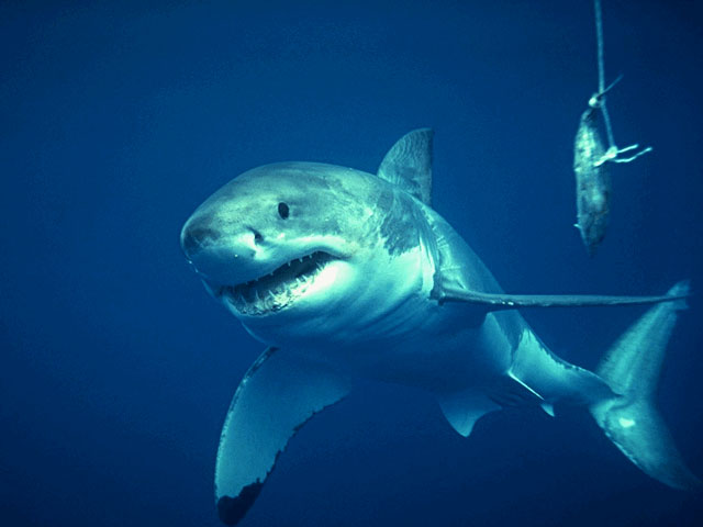 Great white shark in threat posture