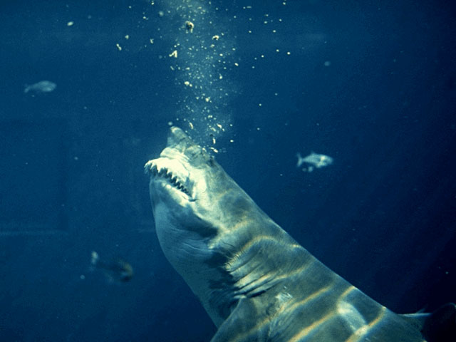 Great white shark eating food