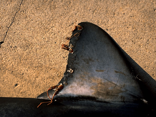 Mako dorsal fin with copepods attached