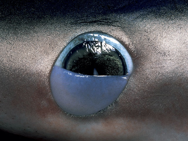 Blue shark nictitating eye membrane