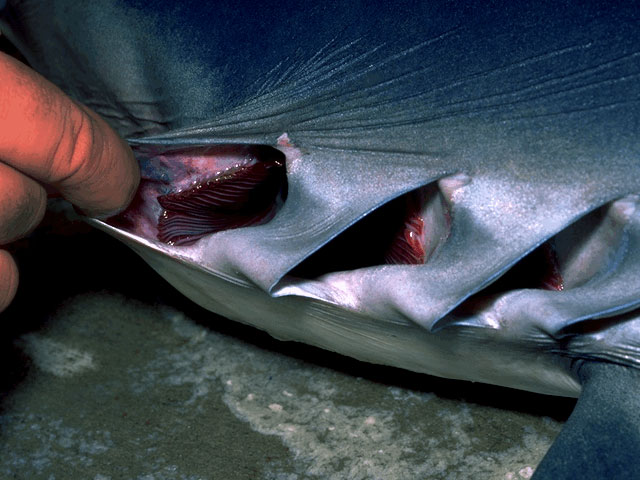 Blue shark: 5 gill slits