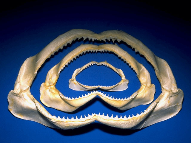 Various sizes of shark jaws