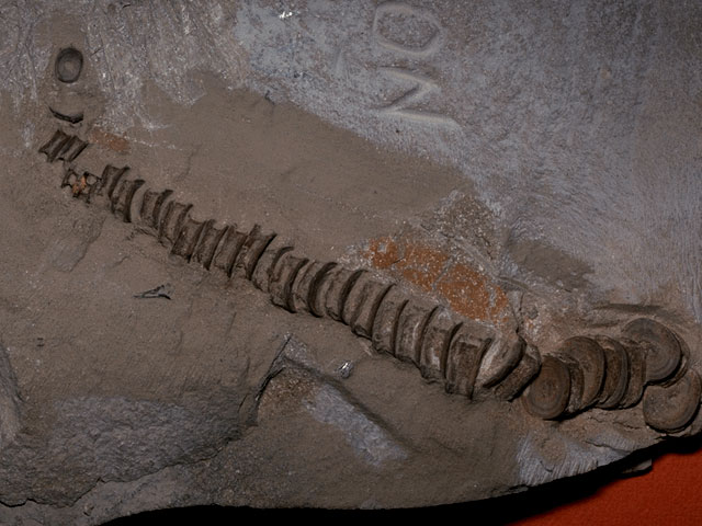 Fossil shark vertebrae column