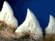 Galapagos shark upper teeth 1.5 cm long