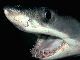 Juvenile (3.5 ft.) white shark snout