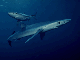 Blue sharks
