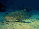 Shark rests on ocean bottom