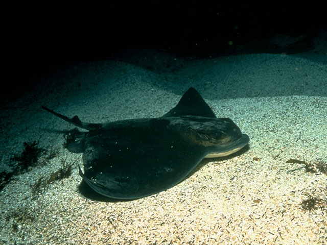 Bat Ray