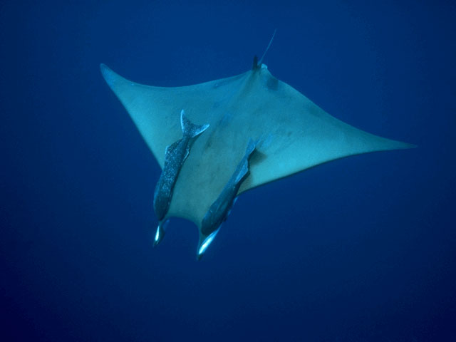 Mobula ray