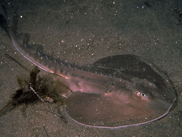 Thornback Ray