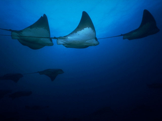 Schooling California bat rays