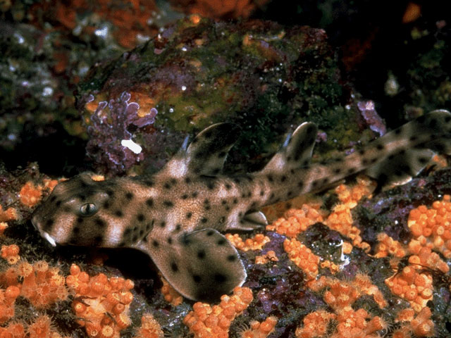 A Horn Shark