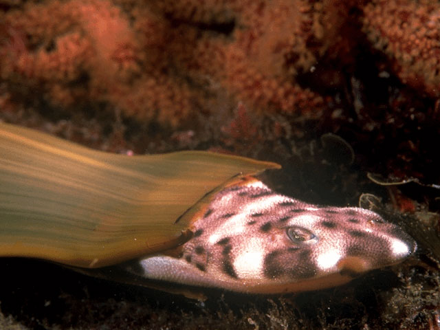 Newborn Shark