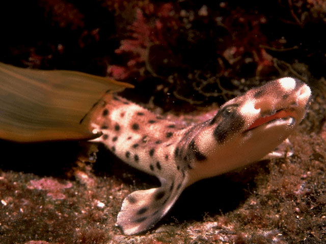 Newborn Shark