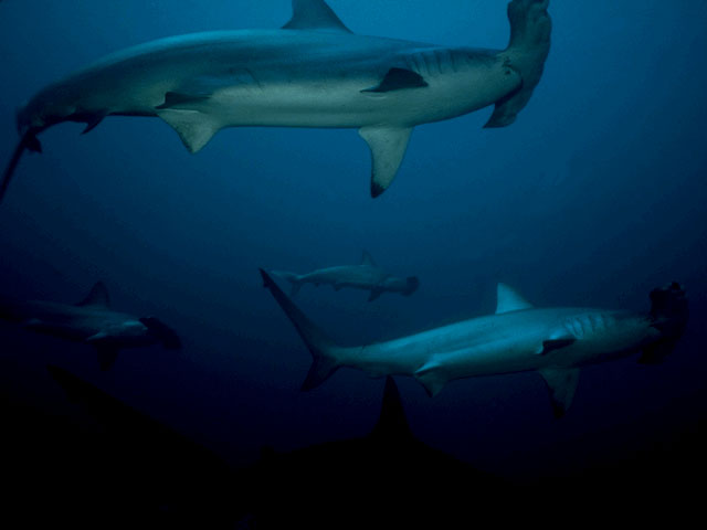 Group of Hammerhead Sharks