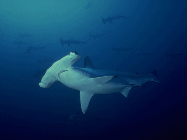 Hammerhead Shark