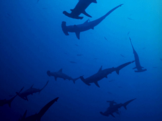 Group of Hammerhead Sharks