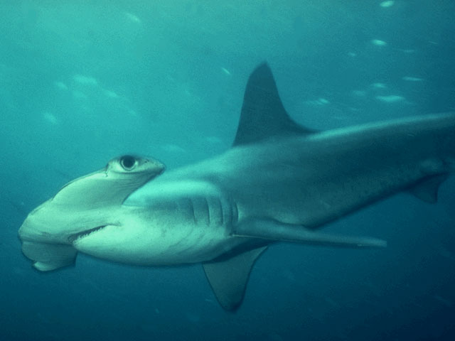 Hammerhead Shark