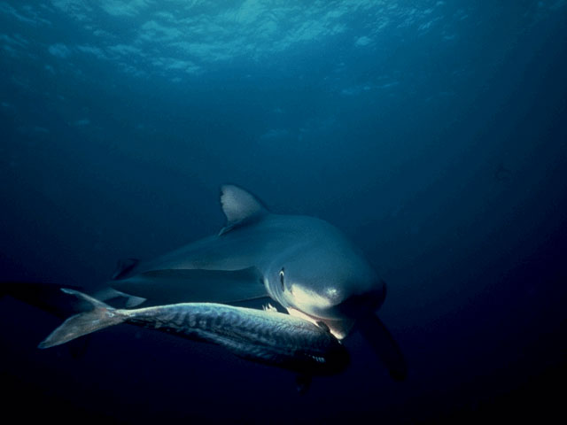 Blue Shark Feeding