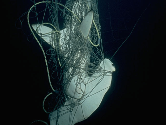 Dead hammerhead entangled in gill net