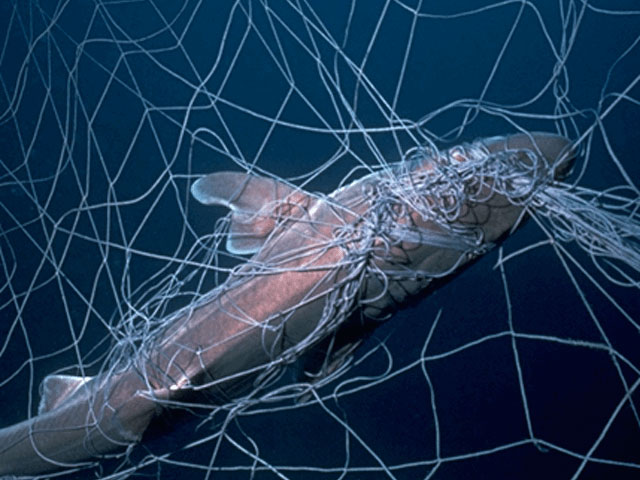 Dead shark entangled in gill net