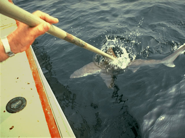 Tagging shark on research vessel