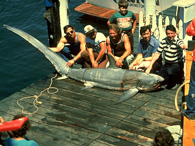 Fisherman catch a common thresher